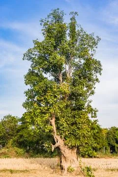 Low angle view of the big tree in the rice field in the sunny day Stock Photos