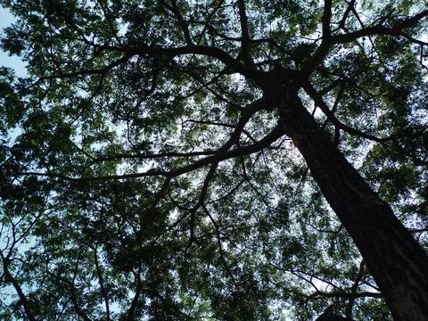 Low Angle View of Big Tree Branches Silhouette against Blue Sky Stock Photos