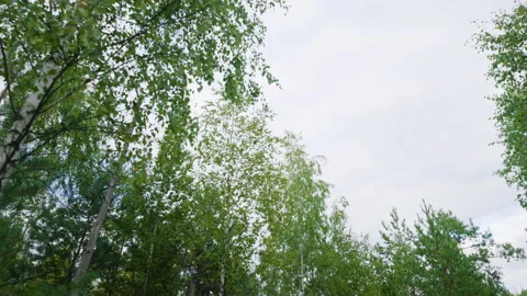 Low angle view of birch and pine tree canopies against overcast sky Stock Footage 344744842