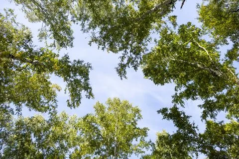 Low angle view of birch forest in spring Stock Photos