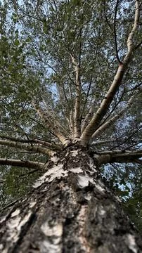 Low angle view of birch tree canopy against blue sky Foto stock