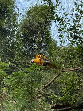 Low-angle view of a bird perched on a tree branch inside a large netted aviary. Photos
