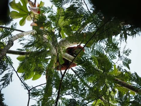A low angle view of a bird sitting on the branch of the tree in the park on a Stock Photos