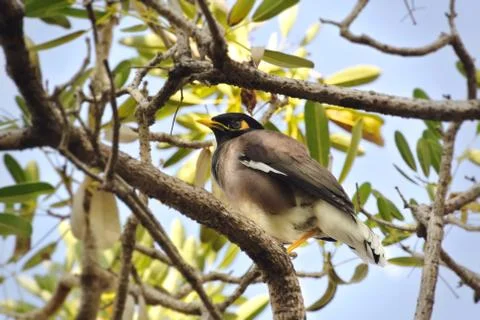 Low Angle View of A Bird Standing on Tree Branch Foto stock
