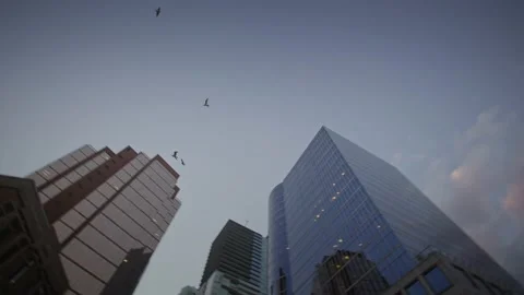 Low angle view of birds flying through city, skyscrapers, vancouver, BC 库存影片 220301640