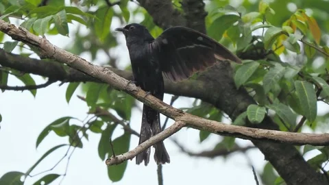Low angle view of a black drongo bird with a forked tail perched Stockbeeldmateriaal 348487050