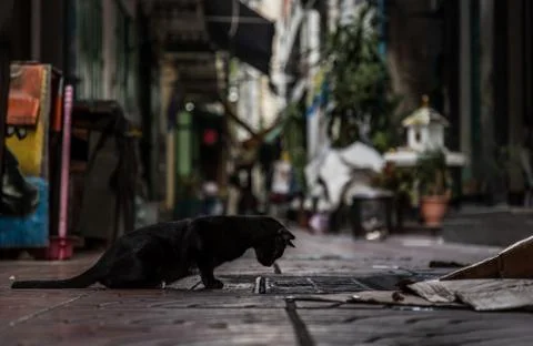 Low angle view of a Black stray cat looking down into the pipe cover. Stock Photos