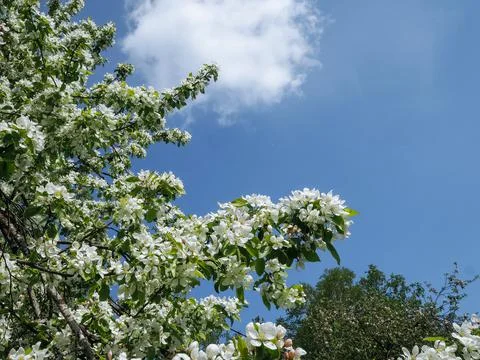 Low angle view of blooming Apple tree Stock Photos