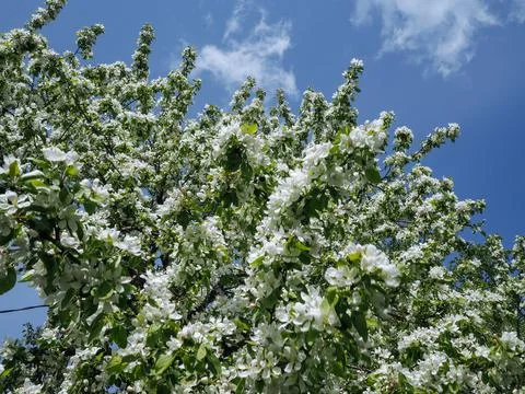 Low angle view of blooming Apple tree Stock Photos