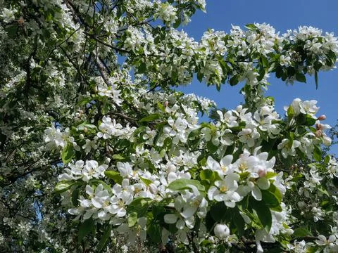 Low angle view of blooming Apple tree Stock Photos