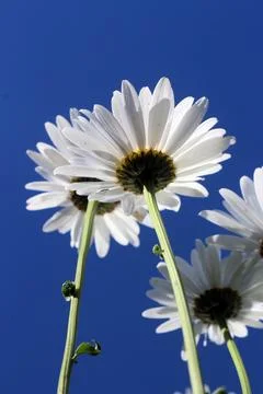 Low angle view of blooming Bellis perennis Stock Photos