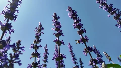 A Low Angle View Of Blooming Blue Salvia At Field. Vídeo Stock 263547923