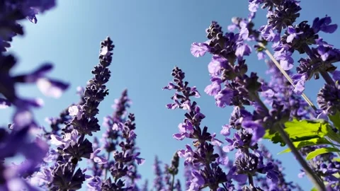 A low angle view blooming blue salvia flower against blue sky. 库存影片 263547947