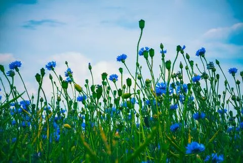 Low-Angle View of Blooming Cornflowers Against Blue Sky Stock-Fotos