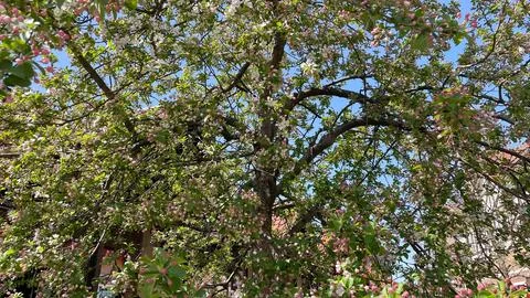 Low angle view of blooming crabapple tree branches with pink blossoms again.. Foto stock