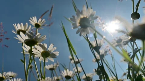 Low angle view of blooming daisy with blue sky and sun in the background	4daisy2 Stock Footage 130301573
