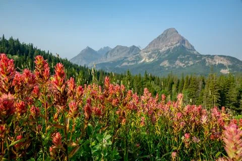 Low Angle View Of Blooming Paintbrush And Cosley Ridge 库存照片