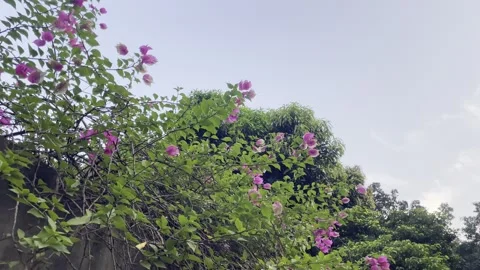 Low Angle View of Blooming Pink Bougainvillea and Storm Clouds Stock Footage 345526210