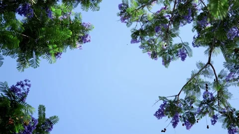 Low angle view of blooming purple Jacaranda trees, blowing in the wind Stock Footage 237927949