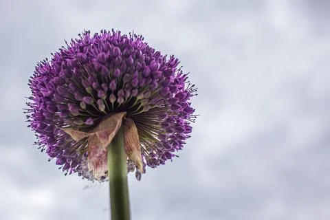 Low-angle view of a blooming purple allium flower against a soft overcast sky Stock Photos