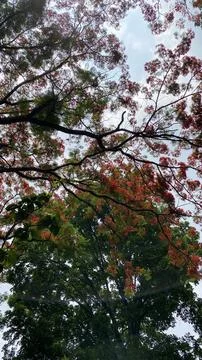 Low Angle View of Blooming Red Flamboyant Poinciana Tree Stock Photos