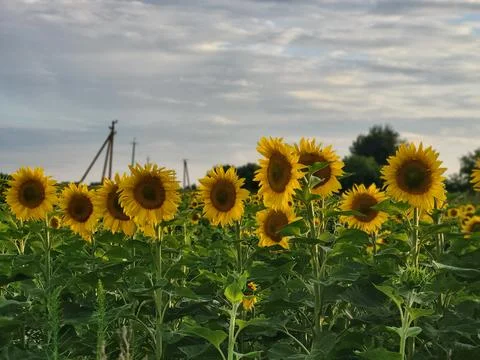 Low Angle View of Blooming Sunflowers Stock Photos