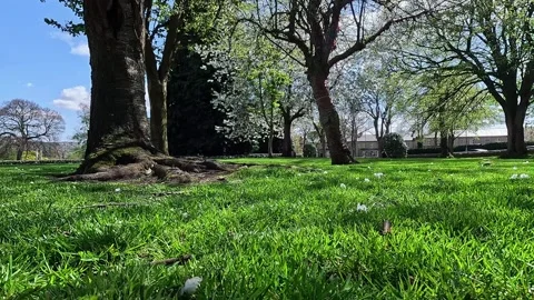 Low angle view of blooming trees and green grass in Lister Park, Bradford Stock Footage 333794099