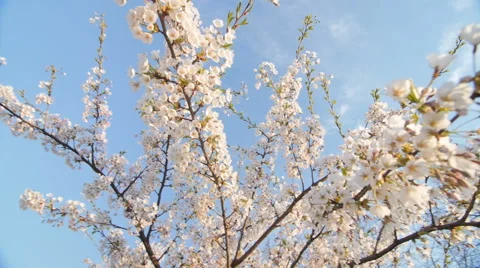 Low angle view of a blooming white cherry tree canopy Stock Footage 63049117