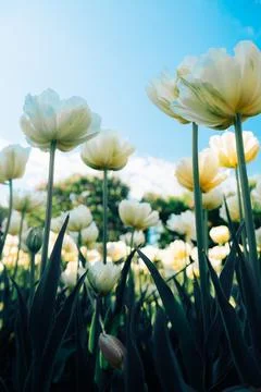 Low angle view of blooming white tulips against a blue sky vertical photo Stock Photos