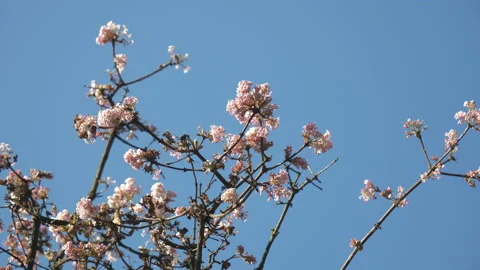 A low angle view of a blossoming branch. Stock Footage 123620625