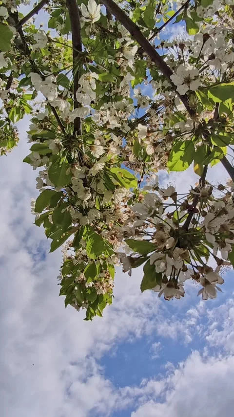 Low angle view of a blossoming cherry tree Stock-Footage 334296710