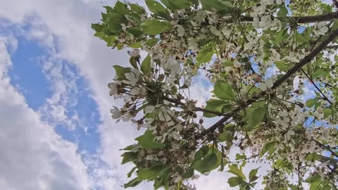Low angle view of a blossoming cherry tree Stock Footage 334296998