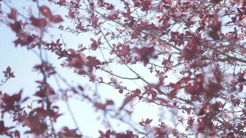 Low angle view of a blossoming cherry tree with dark red leaves against a Stock Footage 337463685