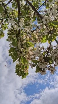 Low angle view of a blossoming cherry tree Stock Photos