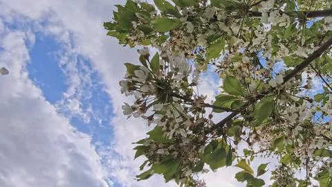 Low angle view of a blossoming cherry tree Stock Photos