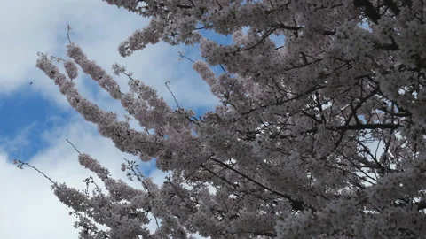 A low angle view of a blossoming tree. Stock Footage 127244001