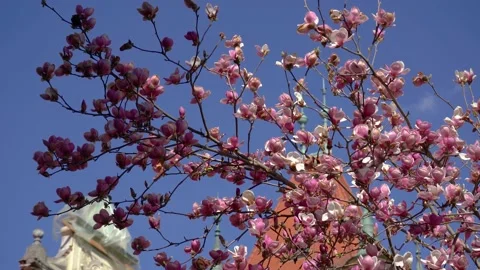 Low angle view of blossoming tree in the foreground Stock Footage 183292365