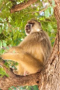 Low angle view of a Blue monkey (Cercopithecus mitis) sitting on a tree, Stock Photos