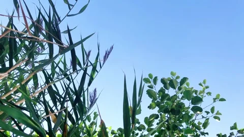 Low angle view of blue sky through green grass and plant leaves Stock-Footage 329226487