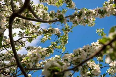 Low angle view of blue sky through flowering apple tree branches Stock Photos