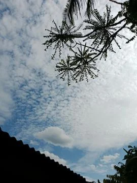 Low Angle View of Blue Sky and White Clouds with Tree Branches Stock Photos