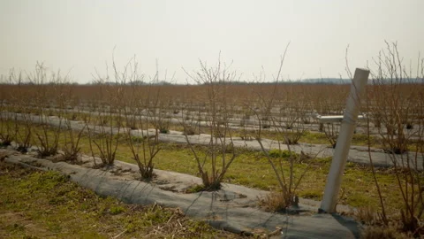 Low angle view of blueberry bushes in agricultural field on sunny day. Video stock 191034628