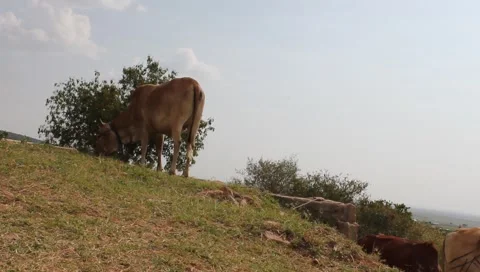 Low Angle View of Brahma Cow Grazing (HD) Stock Footage 6930552