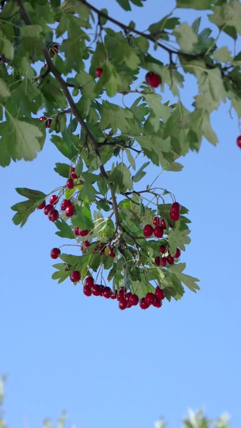 Low-angle view of branch heavy with clusters of ripe red berries against clear b Stock Footage 345420094