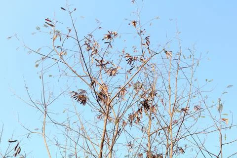 Low angle view of branches against sky Stock Photos