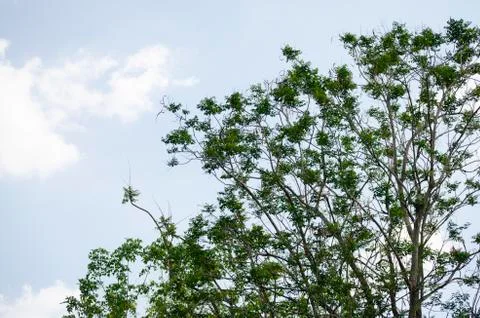 Low angle view of branches and leaves on blue sky with clouds background and Stock Photos