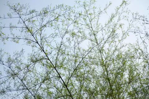 Low angle view of branches and leaves bamboo on blue sky with clouds backgrou Stock Photos