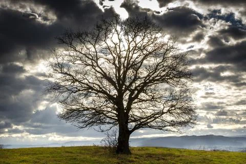 Low angle view of the branches and leaves of the tree under a cloudy sky Stock Photos