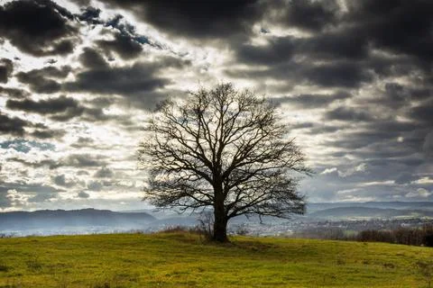 Low angle view of the branches and leaves of the tree under a cloudy sky Stock Photos