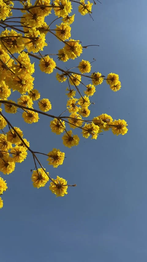 Low angle view of the branches of an Araguaney tree Stock Footage 330180223